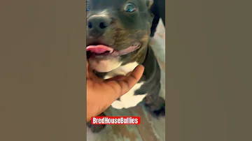Black Trindle Male Looking For A Home Americanbullykennel 