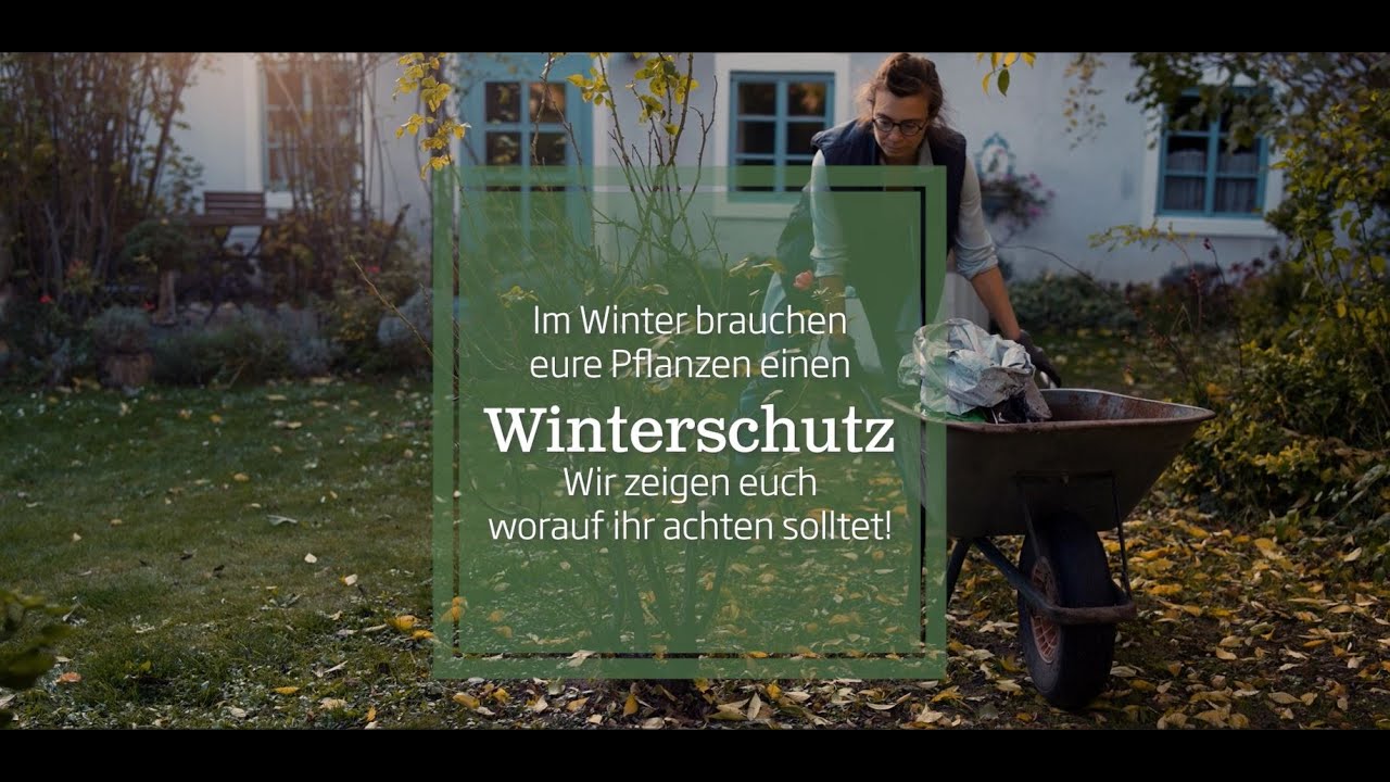 Winterschutz für Pflanzen richtig anbringen (Rosen und winterharte