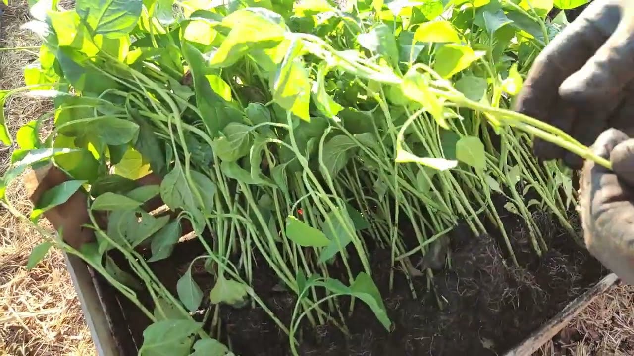 Kada i kako posaditi paprike - savjeti za uzgoj