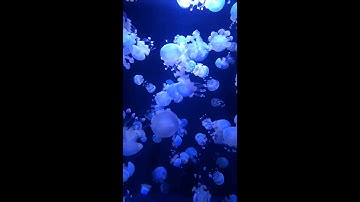 MrZØltN-External [live recording]