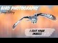 Bird Photography IMAGE EDITING | I Edit YOUR IMAGES Ep. 3 - Jan Wegener VLOG