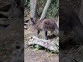 Wallaby or kangaroo—can you tell the difference?#Wallaby #WildlifeShorts #NatureLovers #AnimalShorts