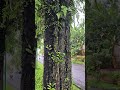 Kayu Hitam Viral