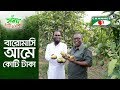 বারোমাসি আমে কোটি টাকার বাণিজ্য | Shykh Seraj | Channel i |