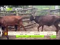 Tu vitrina ganadera - TvAgro por Juan Gonzalo Angel