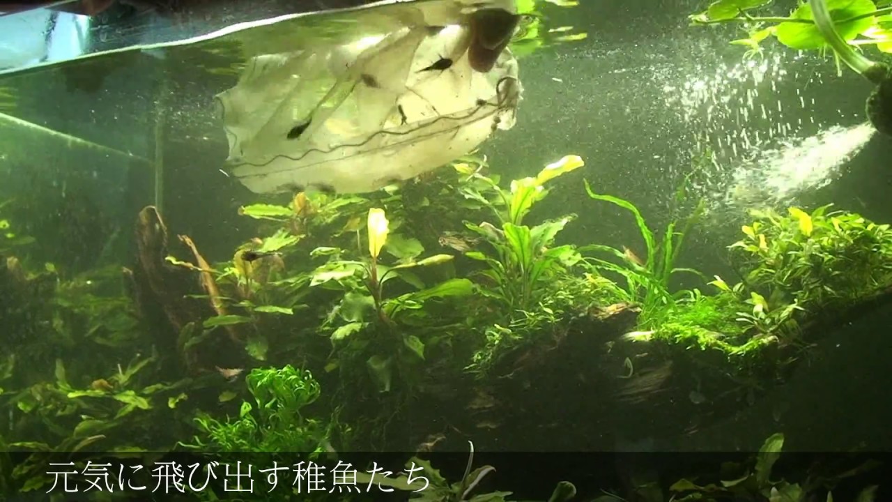 キンペコ稚魚10匹放流 - のっけの水