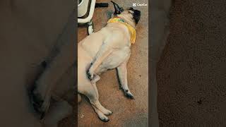 Did you have a productive day like Pugsley?