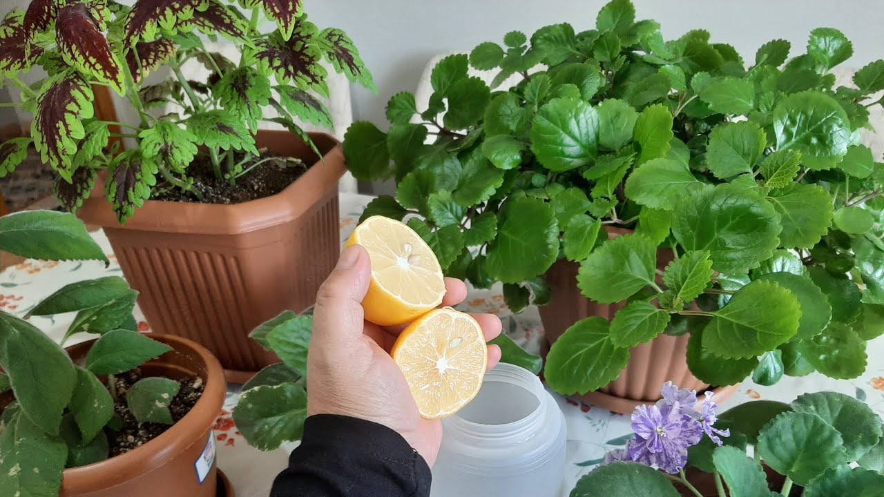 PARLAK MUSTAFA ÇİÇEĞİ✅YAPRAK GÜZELİ✅ÇİÇEKLERİME BUNU YAPTIM COŞTULAR✅ÇİÇEK BAKIMI✅ÇİÇEK COŞTURAN KÜR