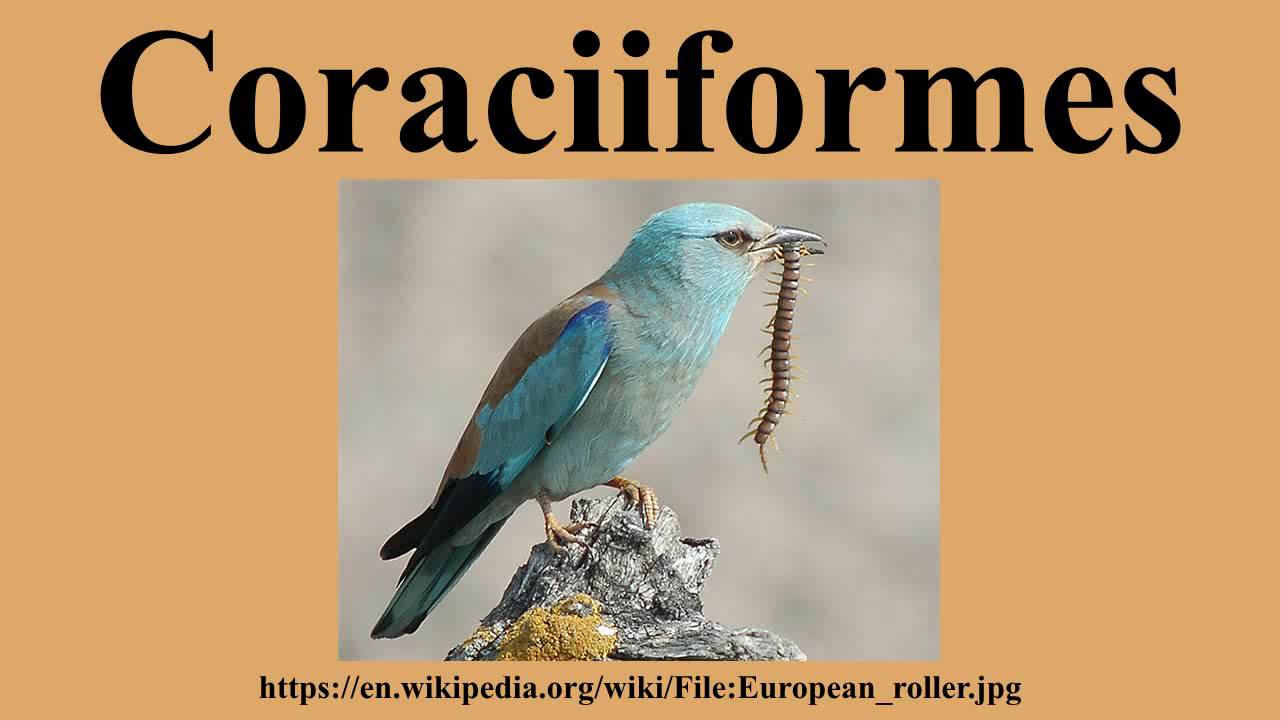 Coraciiformes