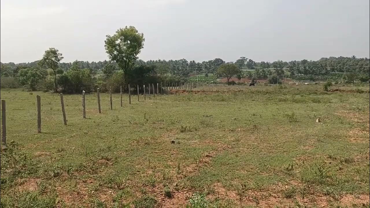 8618143750 red soil 4 acres agriculture land for sale Chamarajanagar YouTube