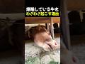 爆睡している牛をわざわざ起こす理由