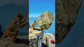 Hero Monkey Rolls Giant Rock To Stop Fire Truck From Deadly Landslide  #animals #wildlife
