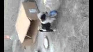 Kak Malka Karachanka Si Igrae S Botilka Ot Olio Resimi