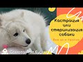 Кастрация собаки | МИНУСЫ И ПЛЮСЫ | кастрируем ли мы самоеда Мишу