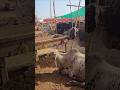 Qurbani 2025 , Eid ul Adha #hajj #camel #goat #cow #Qurbani #eiduladha2025 #Mandi #shahpura #viral
