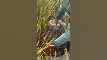 Nôm con cá gãy đầu nôm #shorts bắt cá chuột theo máy cắt