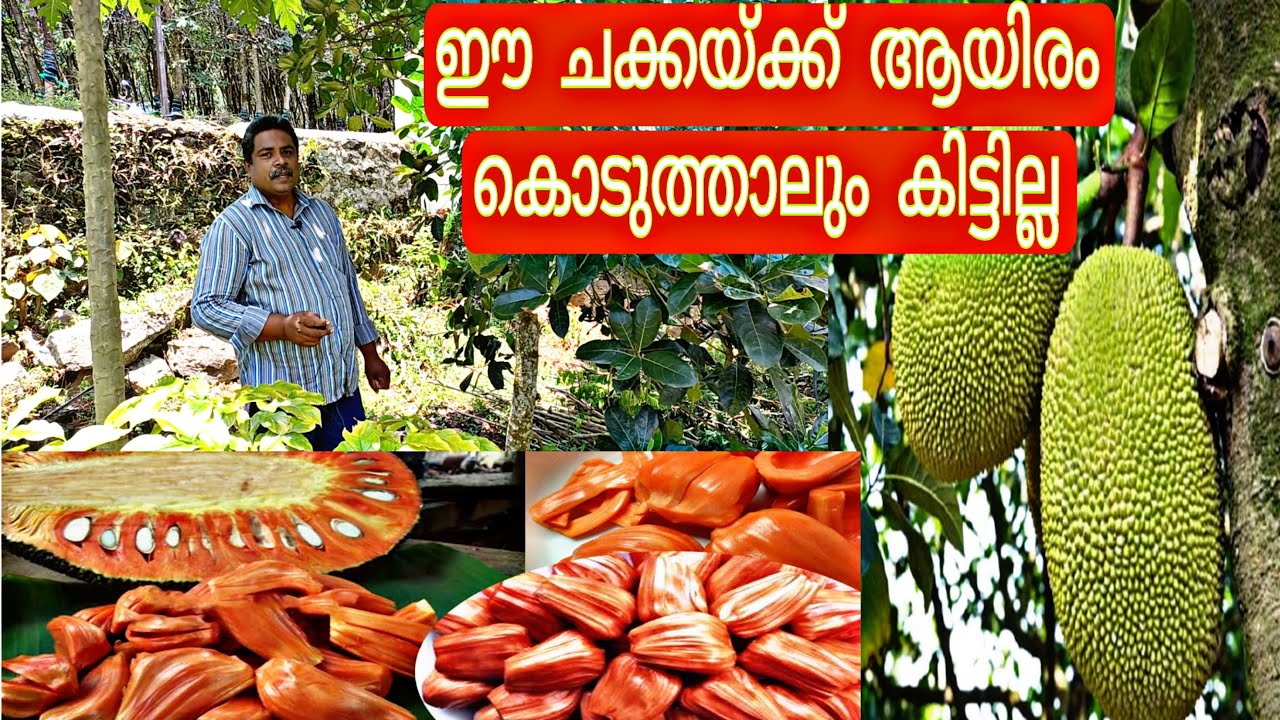 ഈ ചക്കക്ക് ആയിരം കൊടുത്താലും പോരാ