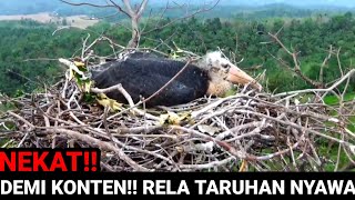 Mengamati Sarang Burung Bangau Botak Diatas Pohon Besar