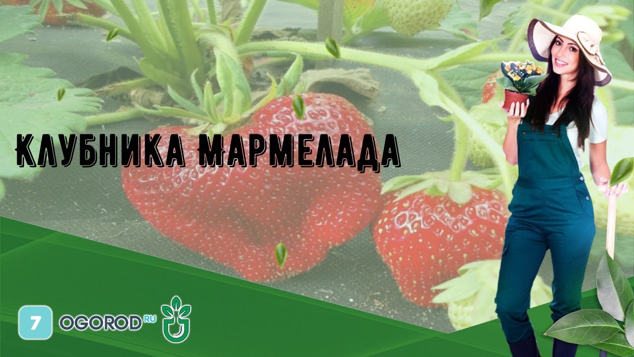Клубника Мармелада - YouTube