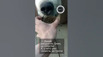 Просит помощи: белый медведь с банкой сгущенки вышел к людям в поселке Диксон | #shorts