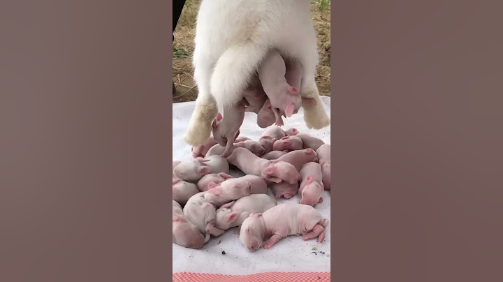 qute rabbit baby's birth#rabbit #rabbits #vineetmishraguruji #trending #rabbitbaby #rabbitbabycare 😘