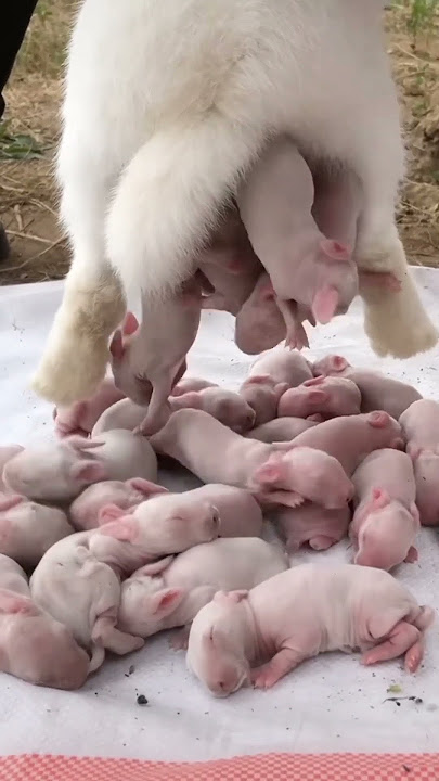 qute rabbit baby's birth#rabbit #rabbits #vineetmishraguruji #trending #rabbitbaby #rabbitbabycare 😘