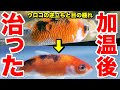 【ベストコレクション】 金魚 ポップアイ 316561-金魚 ポップアイ 画像