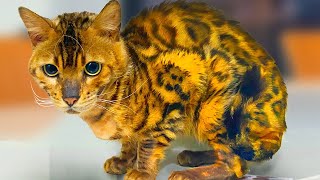 【和貓住】貓咪身價高就不可能流浪身價上萬的孟加拉豹貓淪落至食堂乞討