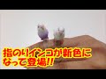 指のりインコ彩 japanese capsule toy ガチャポン ガシャポン ガチャ 【遊you ガチャガチャ 紹介動画】