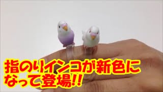 指のりインコ彩 japanese capsule toy ガチャポン ガシャポン ガチャ 【遊you ガチャガチャ 紹介動画】