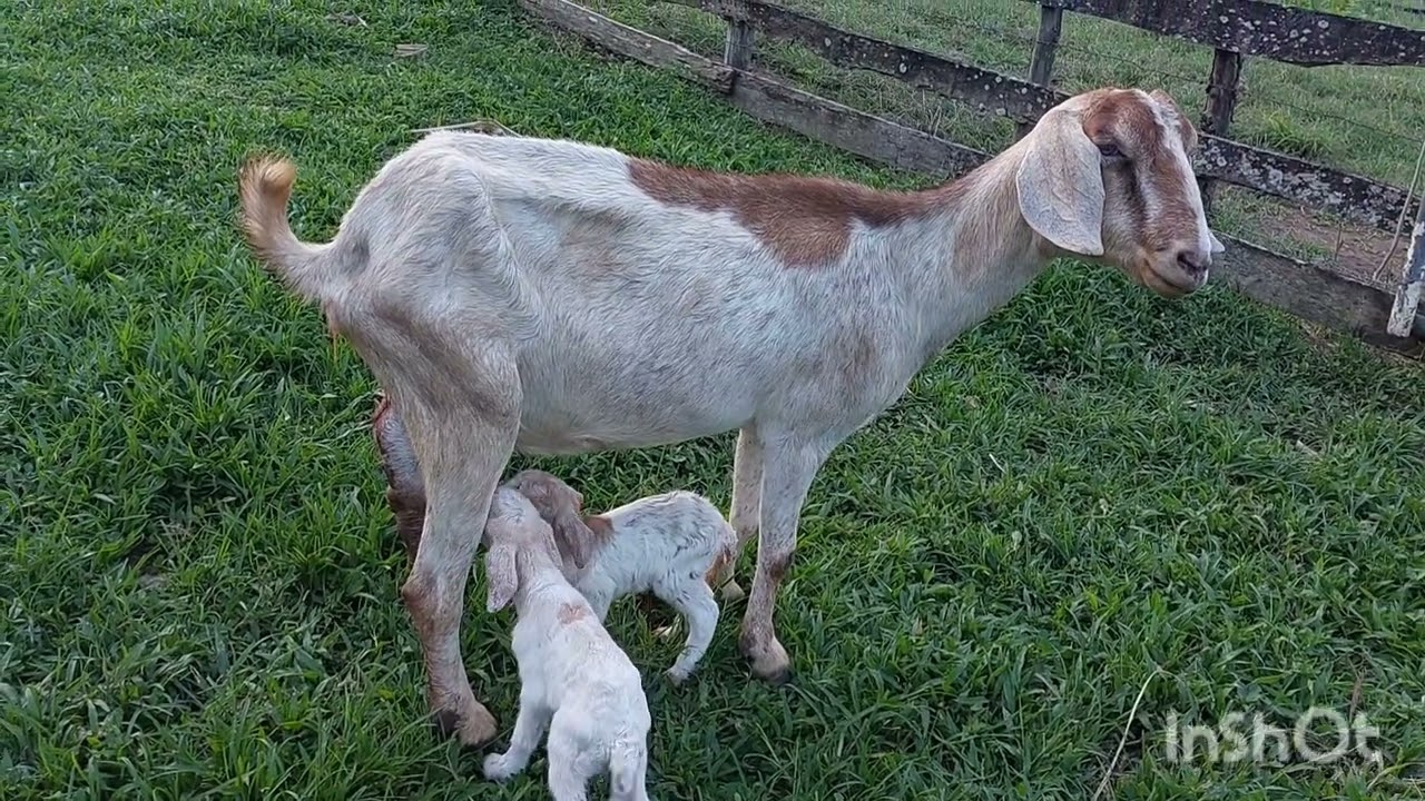 Nasceu os filhotes da cabra ariana