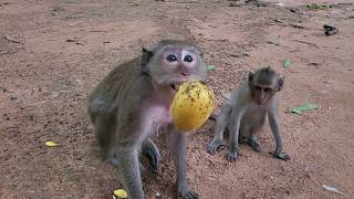 Watch Jade, Javor & Dakota Enjoy Delicious Mango Snacks β Youβll Love Their Reactions!