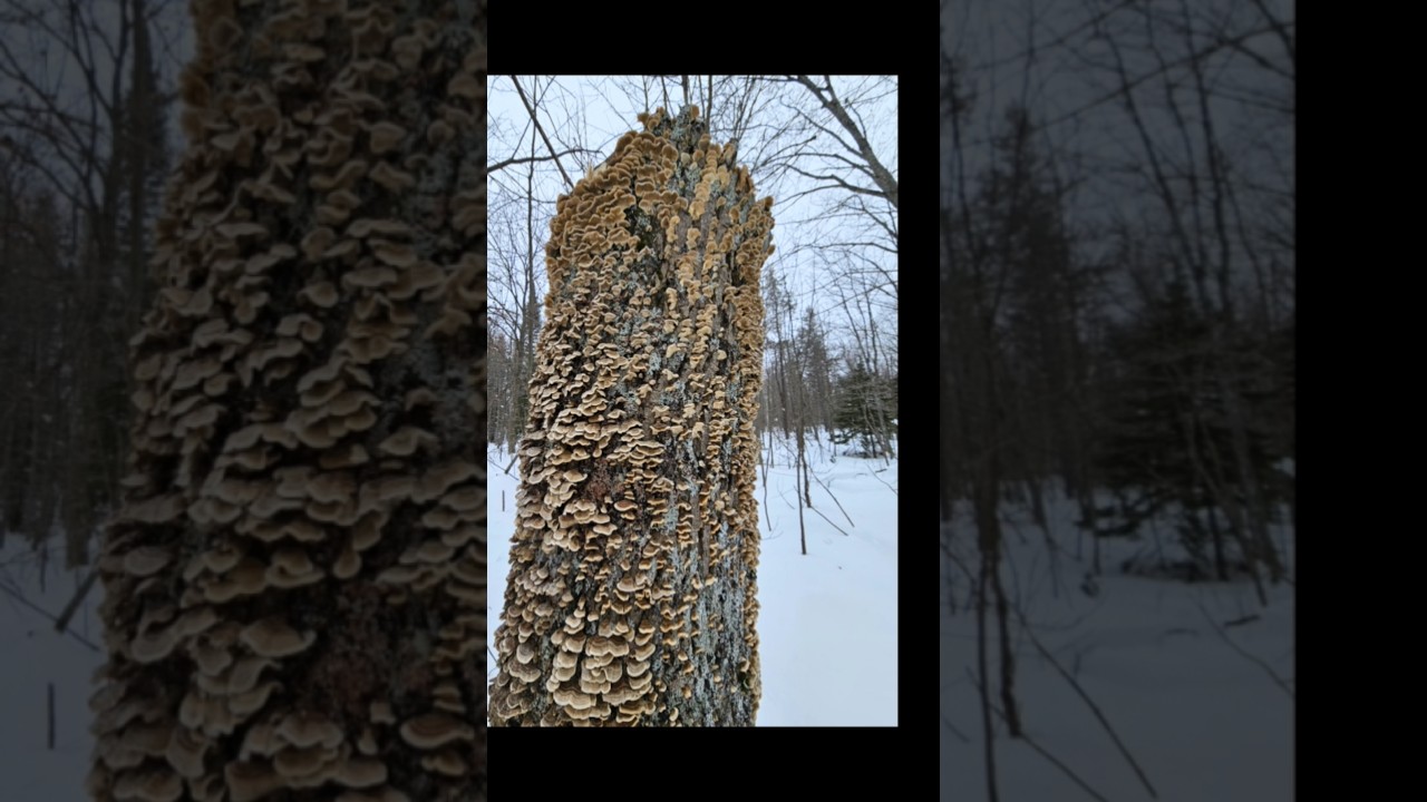 Highlights from the Hancock Trails Club Retro-Ski at Maasto Hiihto and Churning Rapids!