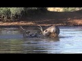 Waterbuck fight