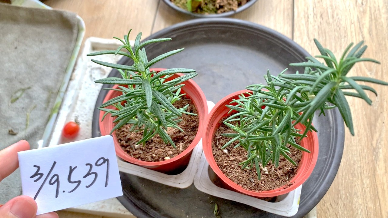 【園藝539】3月9日(一)迷迭香香氣濃郁最近都沒太陽生長的速度比較緩慢！