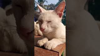 আজও মিনুর মন খারাপ cat catentertainment cutecathere funny animalsshorts viral catlover pets