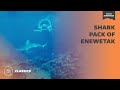 Shark Pack of Enewetak | Mutual of Omaha&#39;s Wild Kingdom