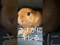 凶暴うさぎのお口がかわいすぎる