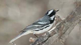 Black-throated Grey Warbler Bird Song Video: Bird Songs Western North America-Peaceful Nature Sounds screenshot 3