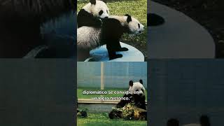 Conocías a #XinXin un #Panda #Mexicano #divulgación #lanotaverde #Zoologico #medioambiente
