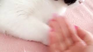 cute kitten purring 💗