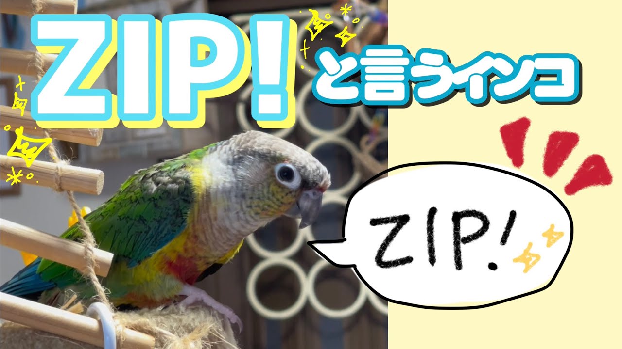 ZIP!」と叫ぶインコ【ウロコインコのぽぽ】 - YouTube