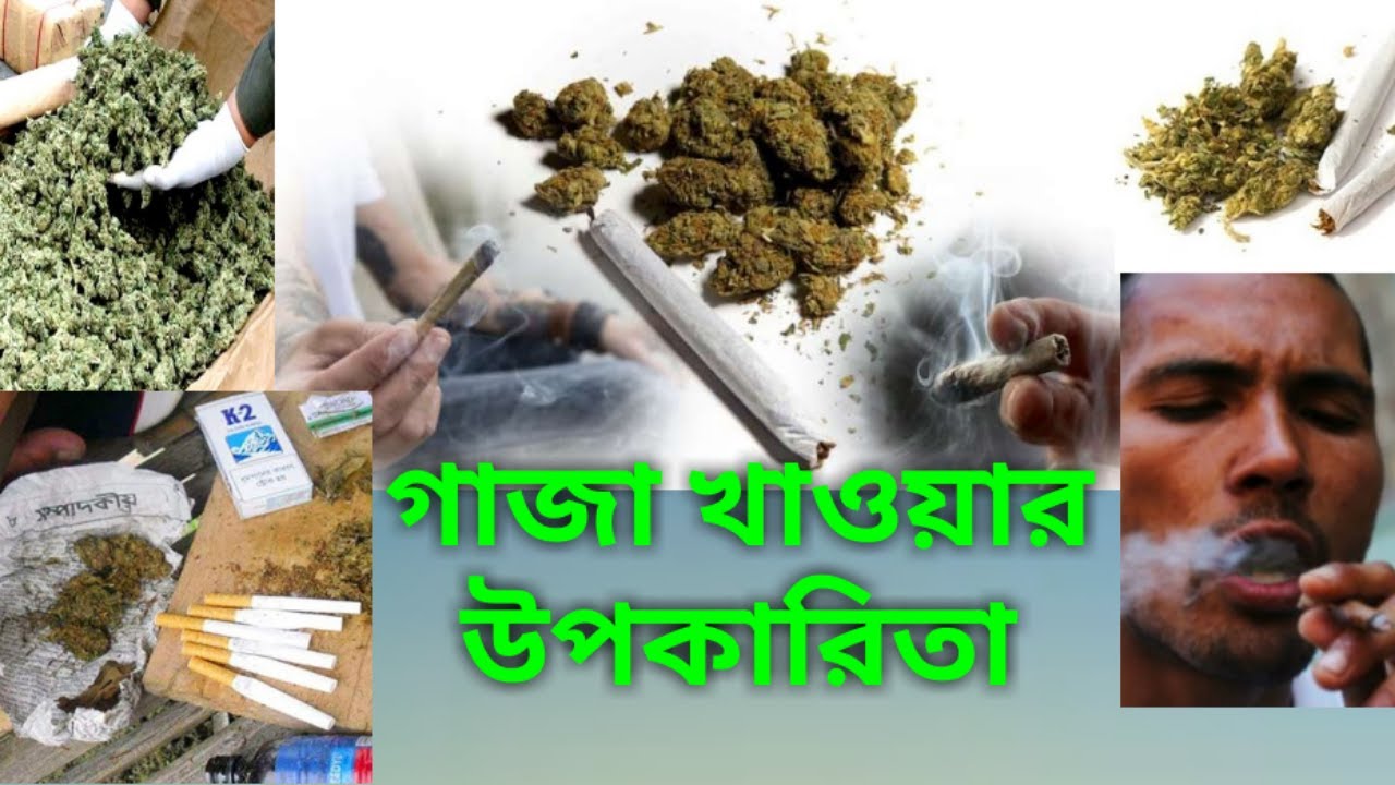 Health Benefits Of Marijuana In Bangla। গাজা খাওয়ার উপকারীতা। Digital