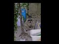 庭で野生のアライグマにペットが捕食される瞬間を捉えた衝撃映像