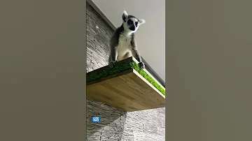 Страшная правда о содержании лемуров! 🙀