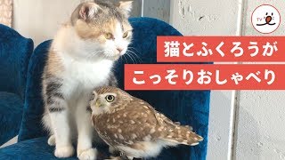 ふくろうさんと猫ちゃんの掛け合いが、面白可愛い😝【PECO TV】