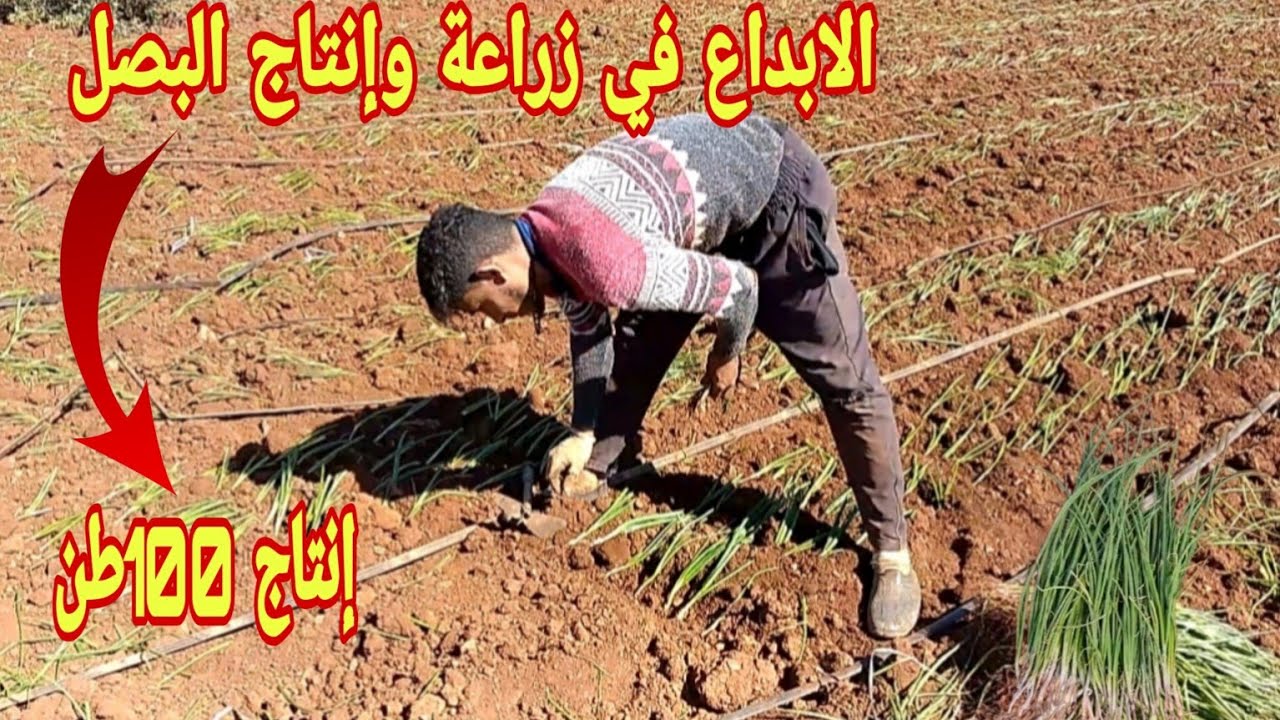 مراحل زراعة وإنتاج البصل بالتفصيل خطوة بخطوة وكيف تنتج 100طن من المحصول