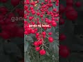 Pulang pula #gandangkulay #red #plant #beautiful #stressrelief #asmr