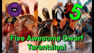 Five Awesome Dwarf Tarantulas!