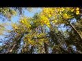Bunchberry Meadows Conservation Area